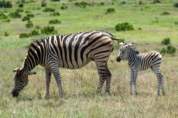 Zebras at the Addo Elephant National Park on South Africa