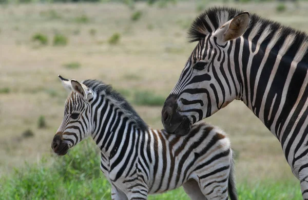Cebras Parque Nacional Elefante Addo Sudáfrica — Foto de Stock