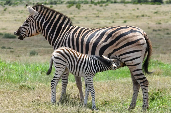 Zebras Στο Εθνικό Πάρκο Addo Elephant Στη Νότια Αφρική — Φωτογραφία Αρχείου