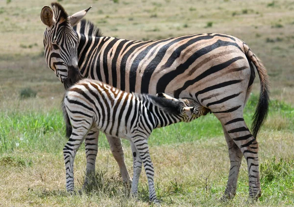 Zebras Vid Addo Elephant National Park Sydafrika — Stockfoto