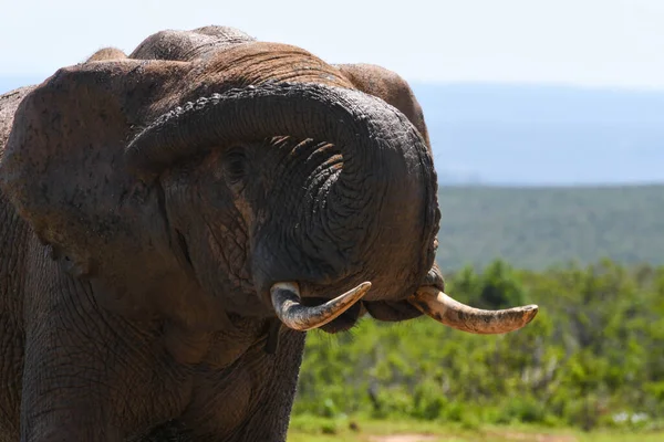 Ελέφαντες Στο Εθνικό Πάρκο Addo Elephant Στη Νότια Αφρική — Φωτογραφία Αρχείου
