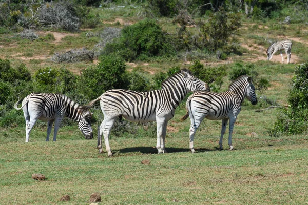 Zebralar Güney Afrika Daki Addo Fil Ulusal Parkı Nda — Stok fotoğraf