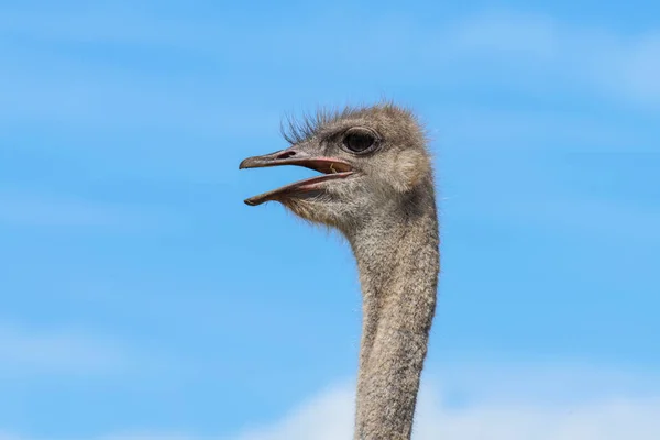 Ostrich Addo Elephant National Park South Africa — Stock Photo, Image