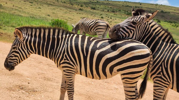 Zebrák Addo Elefánt Nemzeti Parkban Dél Afrikában — Stock Fotó