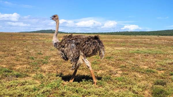 Ostrich Addo Elephant National Park South Africa — Stock Photo, Image