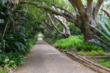 Güney Afrika 'daki Cape Town' daki Kirstenbosch botanik bahçesinin manzarası
