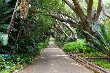 Güney Afrika 'daki Cape Town' daki Kirstenbosch botanik bahçesinin manzarası