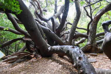 Güney Afrika 'daki Cape Town' daki Kirstenbosch botanik bahçesinin manzarası