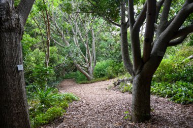 Güney Afrika 'daki Cape Town' daki Kirstenbosch botanik bahçesinin manzarası
