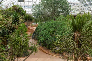 Güney Afrika 'daki Cape Town' daki Kirstenbosch botanik bahçesinin serası.