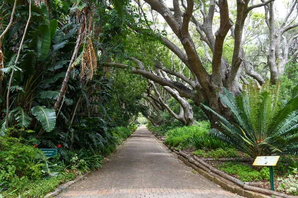 Veduta Dell Orto Botanico Kirstenbosch Città Del Capo Sudafrica — Foto Stock