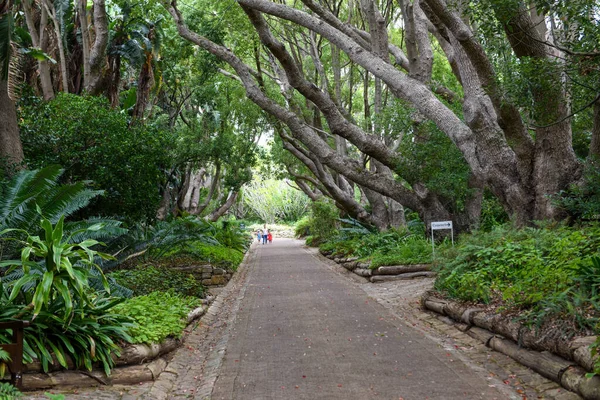 Udsigt Kirstenbosch Botaniske Have Cape Town Sydafrika - Stock-foto