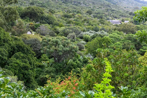 南非开普敦Kirstenbosch植物园景观 — 图库照片