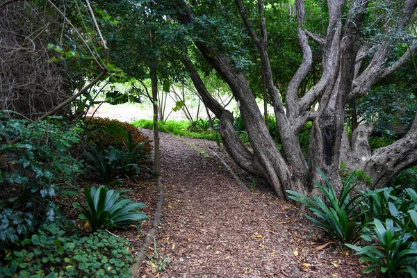 Vista Del Jardín Botánico Kirstenbosch Ciudad Del Cabo Sudáfrica — Foto de Stock