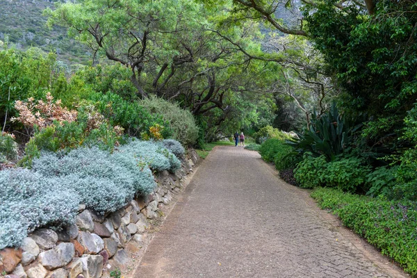 Veduta Dell Orto Botanico Kirstenbosch Città Del Capo Sudafrica — Foto Stock