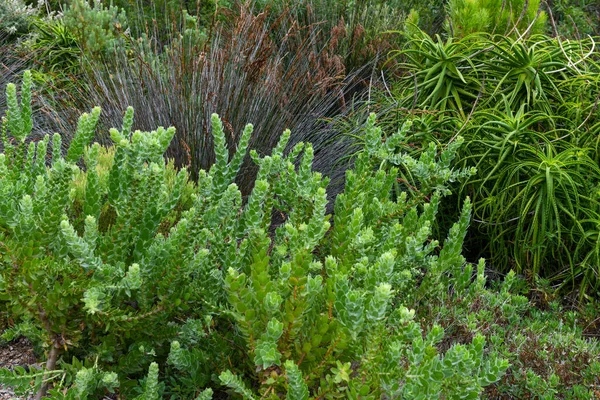 南非开普敦Kirstenbosch植物园的植物 — 图库照片