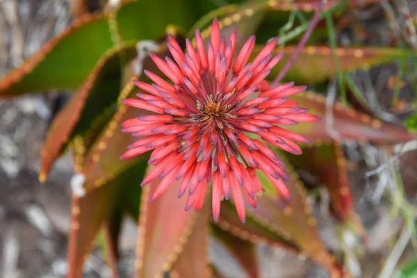 Flower Kirstenbosch Botanical Garden Cape Town South Africa — Stock Photo, Image