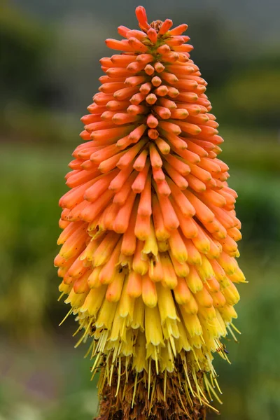 Kirstenbosch Botanikus Kert Virága Fokvárosban Dél Afrikában — Stock Fotó