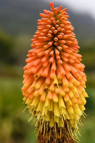 Kirstenbosch Botanikus Kert Virága Fokvárosban Dél Afrikában — Stock Fotó