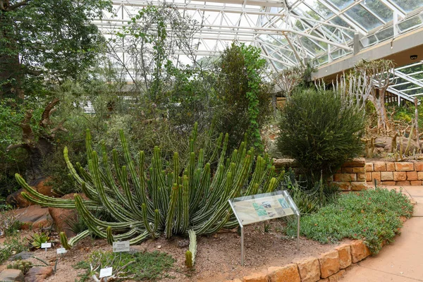 Estufa Jardim Botânico Kirstenbosch Cidade Cabo África Sul — Fotografia de Stock