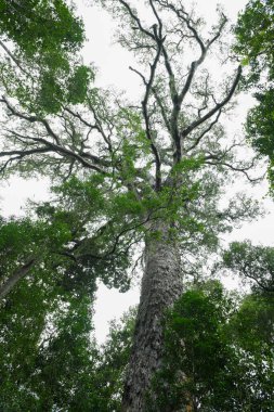Güney Afrika 'daki Tsitsikamma Ulusal Parkı' nın Büyük Ağacı 'na bakın.