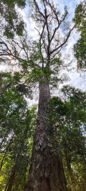 Güney Afrika 'daki Tsitsikamma Ulusal Parkı' nın Büyük Ağacı 'na bakın.
