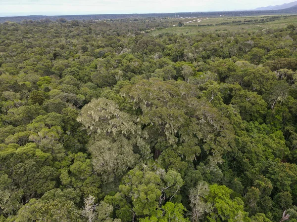 Widok Drona Wielkie Drzewo Parku Narodowego Tsitsikamma Rpa — Zdjęcie stockowe