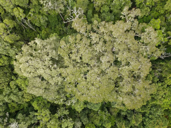 Pohled Drone Big Tree Tsitsikamma National Park Jižní Africe — Stock fotografie