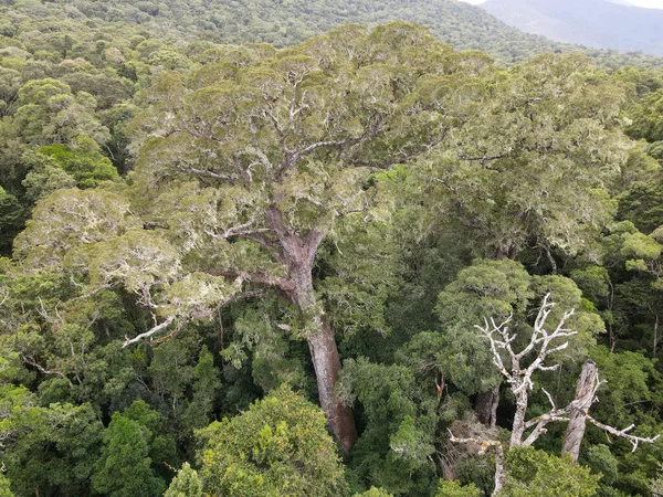 Drohnenblick Auf Den Big Tree Des Tsitsikamma Nationalparks Südafrika — Stockfoto