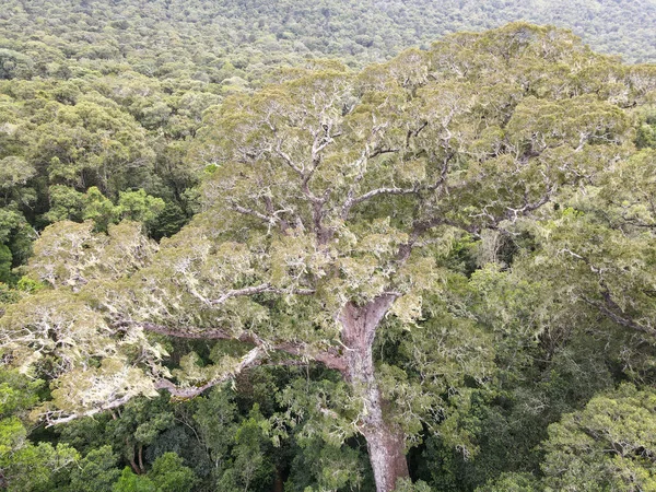 Widok Drona Wielkie Drzewo Parku Narodowego Tsitsikamma Rpa — Zdjęcie stockowe