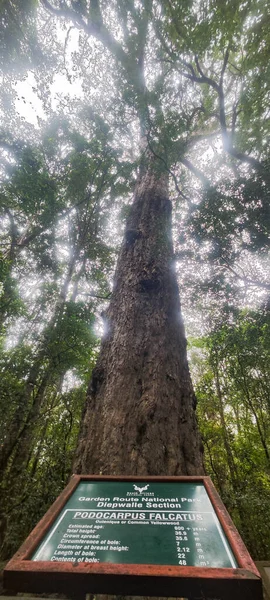 Stormsriver Rpa Stycznia 2023 Widok Wielkie Drzewo Parku Narodowego Tsitsikamma — Zdjęcie stockowe