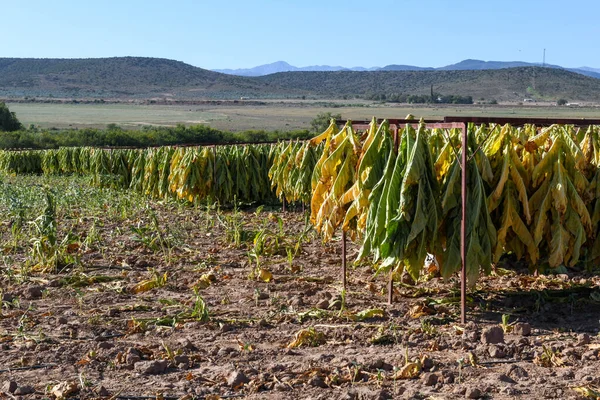 南アフリカの国道62号線付近のタバコ農園 — ストック写真