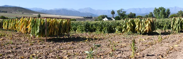Plantation Tabac Près Route Afrique Sud — Photo