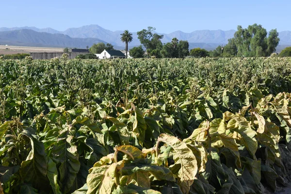 Piantagione Tabacco Vicino Alla Rotta Sud Africa — Foto Stock