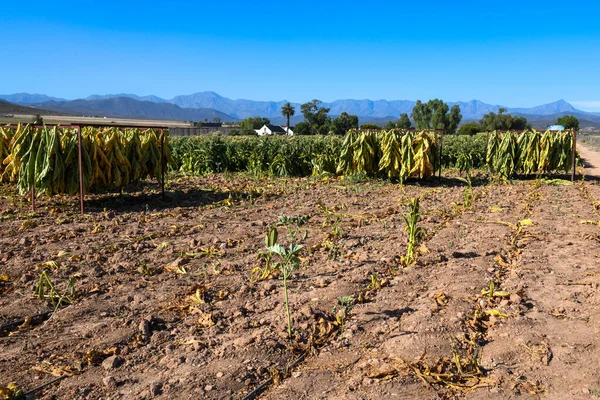 Tabáková Plantáž Poblíž Silnice Jižní Africe — Stock fotografie
