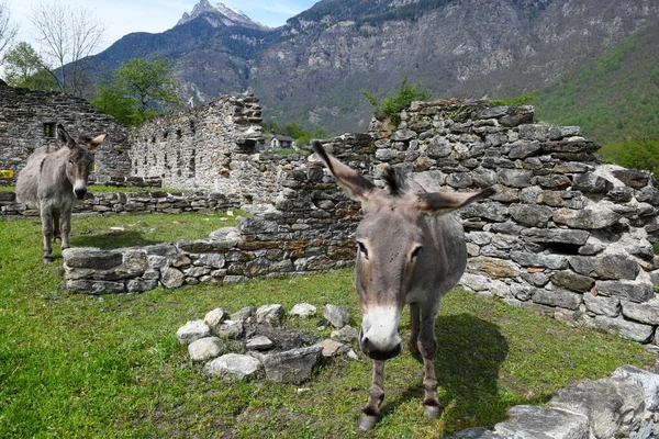 Blick Auf Die Ruinen Der Burg Serravalle Bleniotal Der Italienischen — Stockfoto
