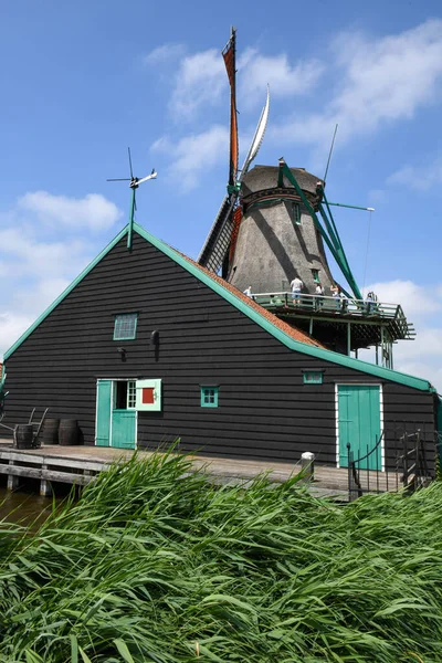 Zaanse Schans Juni 2023 Zicht Windmolens Van Zaanse Schans Bij — Stockfoto