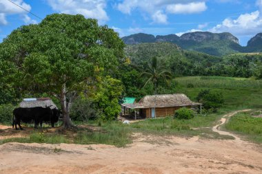 Küba 'daki Vinales' in kırsal manzarası