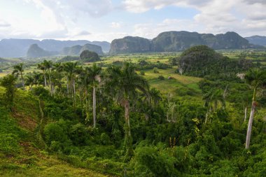 Küba 'daki Vinales' te Mogotlarla kırsal alan manzarası