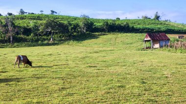 Küba 'daki Vinales' in kırsal manzarası