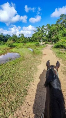 Küba 'da Vinales kırsalında ata binmek