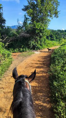 Küba 'da Vinales kırsalında ata binmek