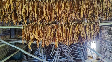 Küba 'daki Vinales kırsalında tütün yaprakları kurutmak
