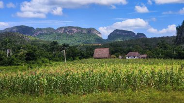 Küba 'daki Vinales' in kırsal manzarası