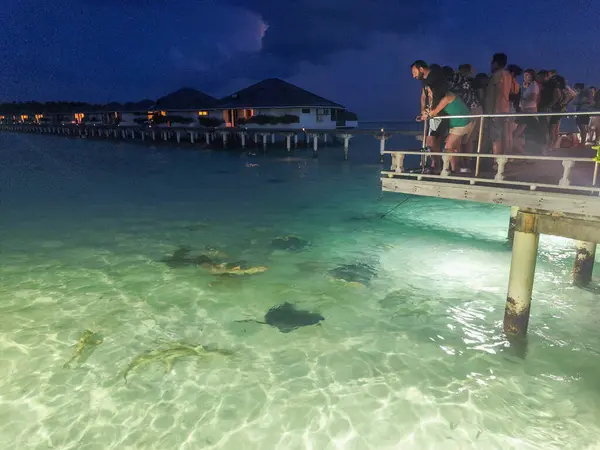 Ari Atll Μαλδίβες Δεκεμβρίου Σίτιση Καρχαρία Στην Άρι Ατόλ Στις Royalty Free Εικόνες Αρχείου