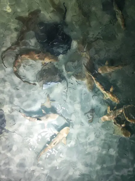 アトリ モルディブ 12月26日 モルディブのアリ アトロールでのサメの餌 ロイヤリティフリーのストック画像