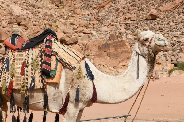 Kamel Der Wüste Wadi Rum Jordanien Stockfoto
