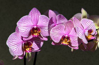 Güzel orkide çiçeklerinin yakın görüntüsü