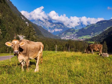 İsviçre Alplerinde Engelberg üzerinde Furenalp 'te inekler otluyor.