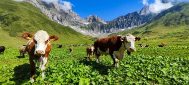 İsviçre Alplerinde Engelberg üzerinde Blackenalp 'te inekler otluyor